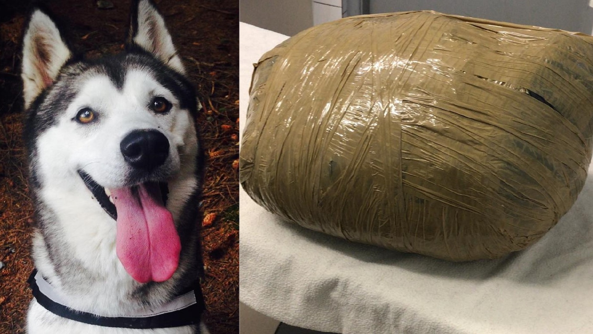 Guardería entrega a dueña el cadáver embolsado de su perra