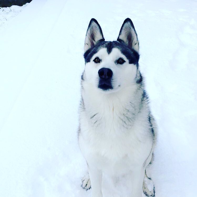 Guardería entrega a dueña el cadáver embolsado de su perra - nova-en-la-nieve