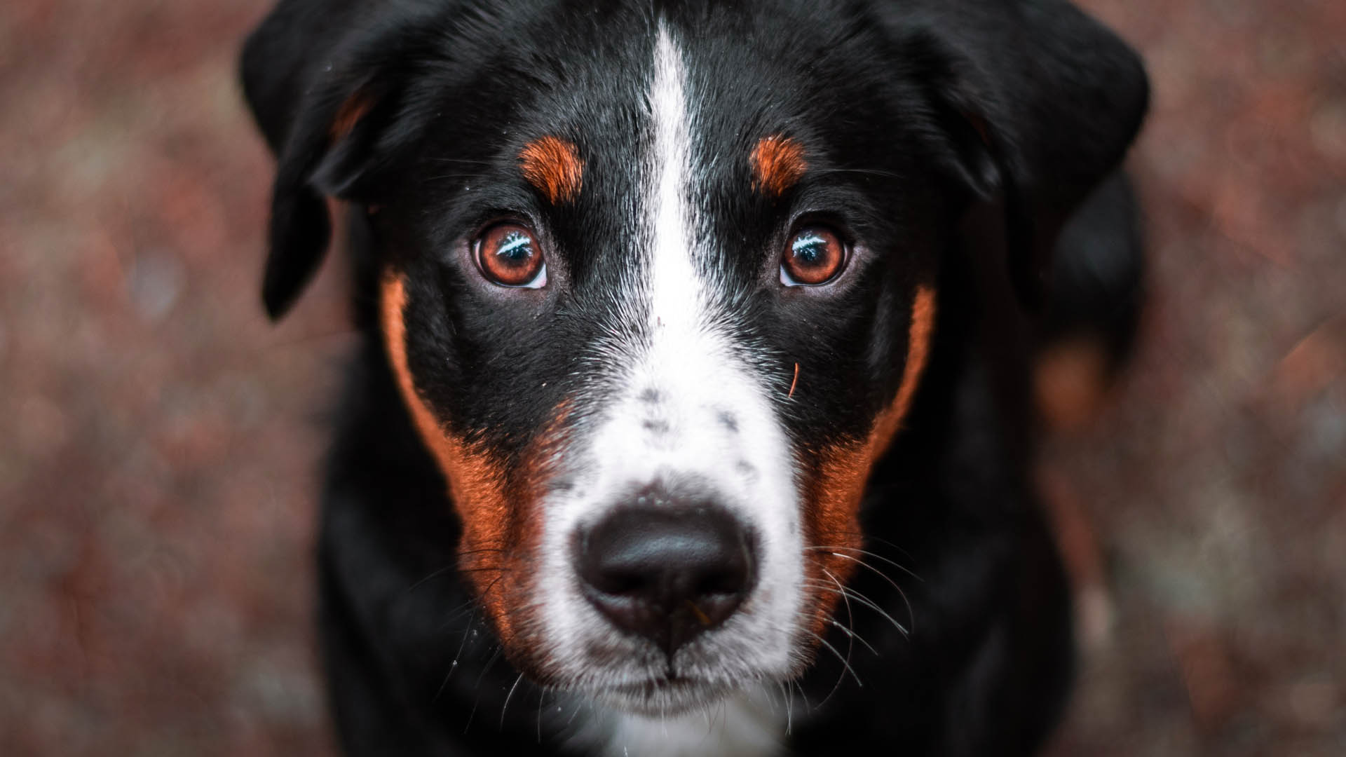 Castigarán maltrato animal en Jalisco con multas y cárcel