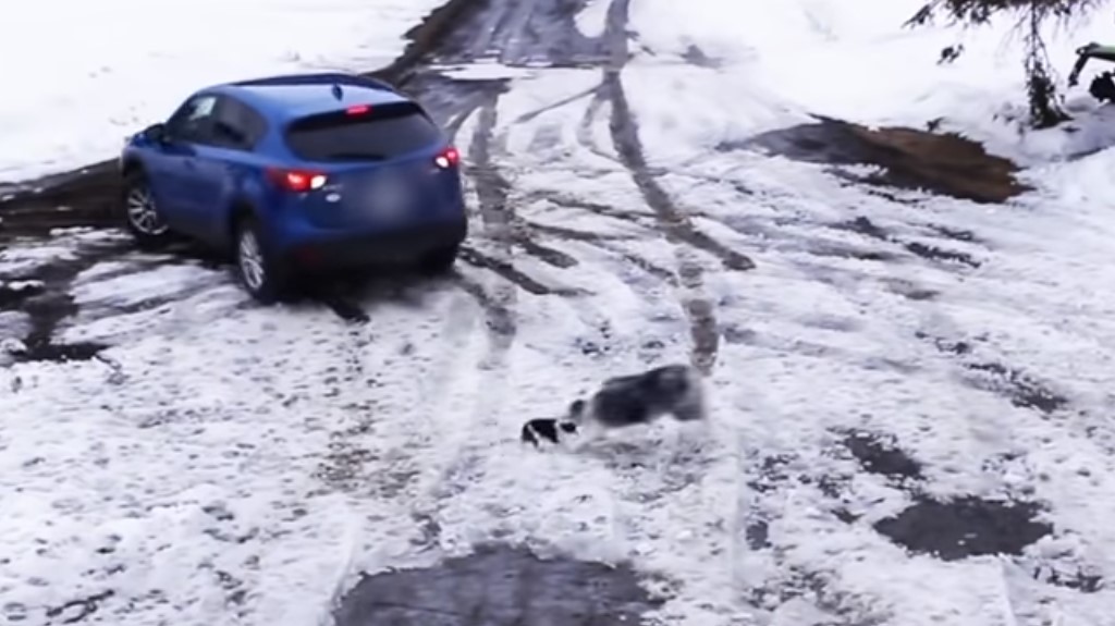 #Video Collie rescata a Chihuahua de ser atropellado