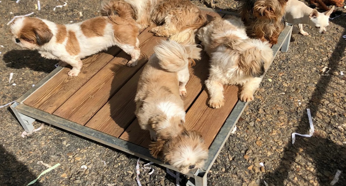 Indigna subasta de 300 perros en Francia