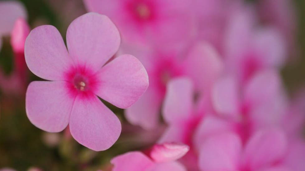 'Luna Rosa' iluminará el cielo en estos Días Santos - phlox-rosa