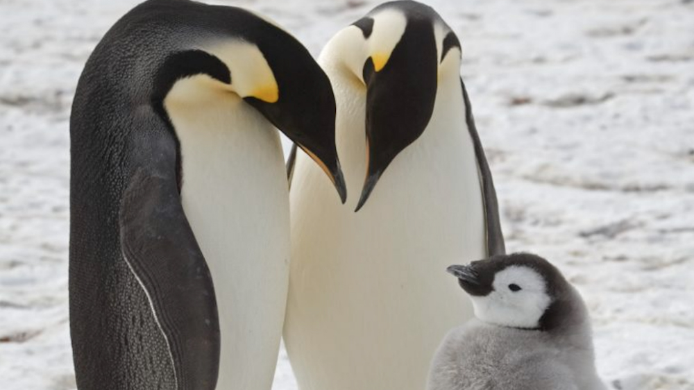 Cambio climático acaba con crías de pingüinos emperadores