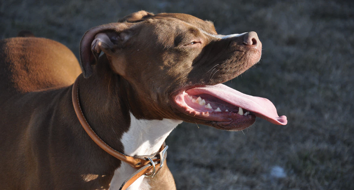 Perro pitbull ataca a mujer en la Narvarte