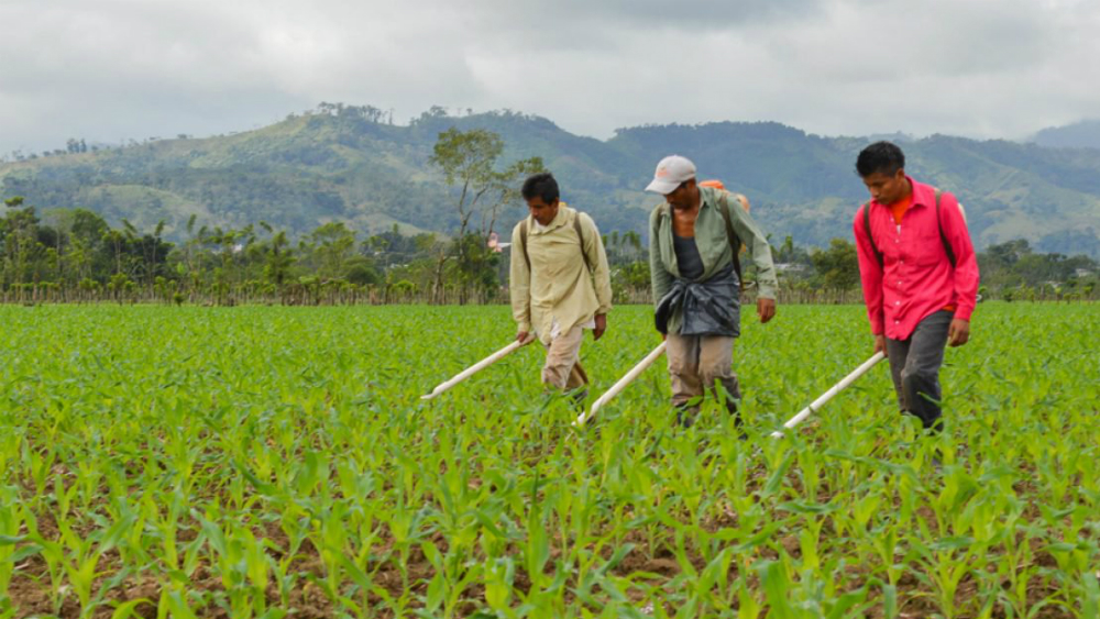 Retiran del mercado mexicano plaguicidas altamente peligrosos