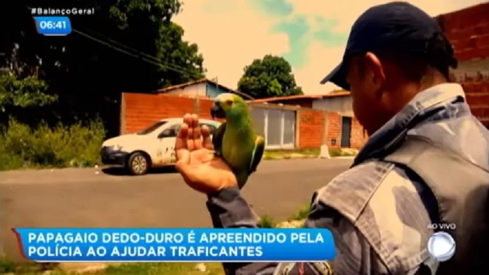 Aseguran a loro que alertaba a narcotraficantes de la policía - policia-con-el-ave