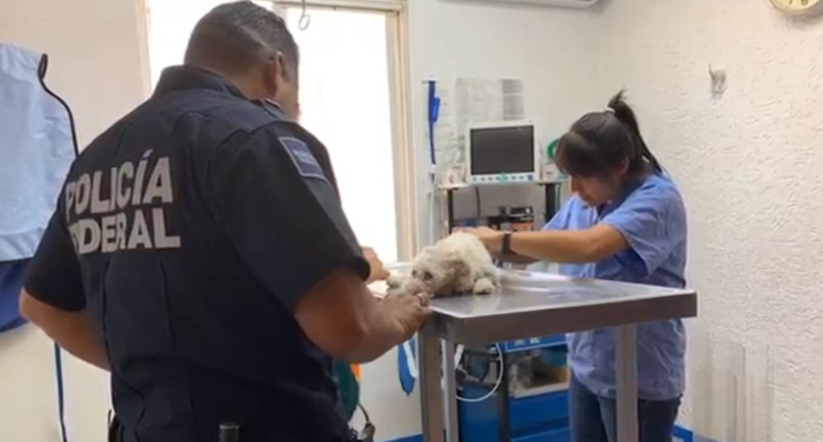 #Video Policía rescata a perro herido en la carretera