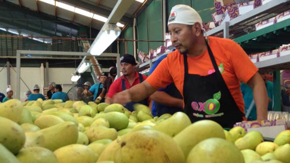 Productores de mango de Oaxaca pierden millones por cierre de garitas - productores-de-mango-en-oaxaca