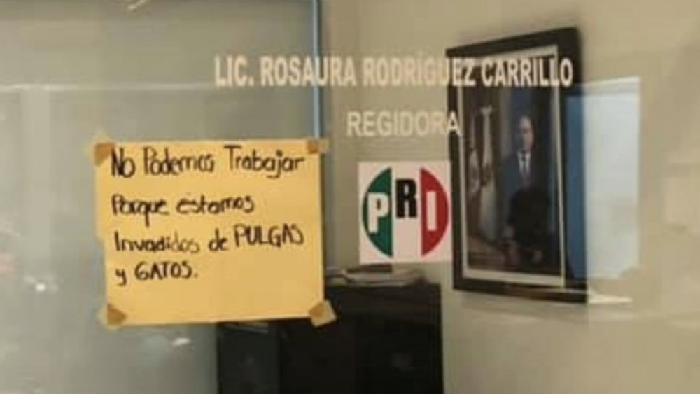 Acusan invasión de pulgas en Sala de Regidores de alcaldía de Acapulco