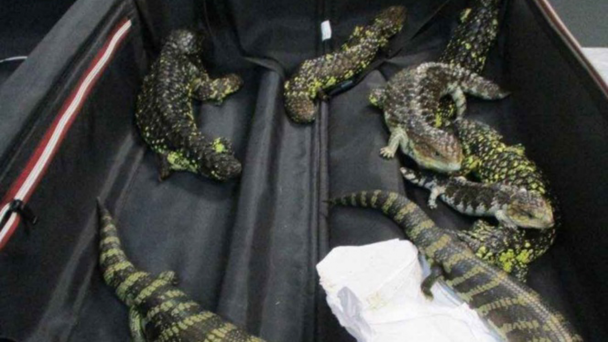 Arrestan en Australia a mujer japonesa por contrabando de reptiles