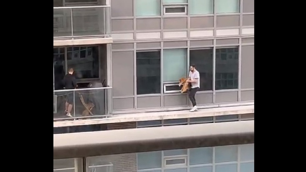 #Video Hombre camina por cornisa de edificio para salvar a su gato