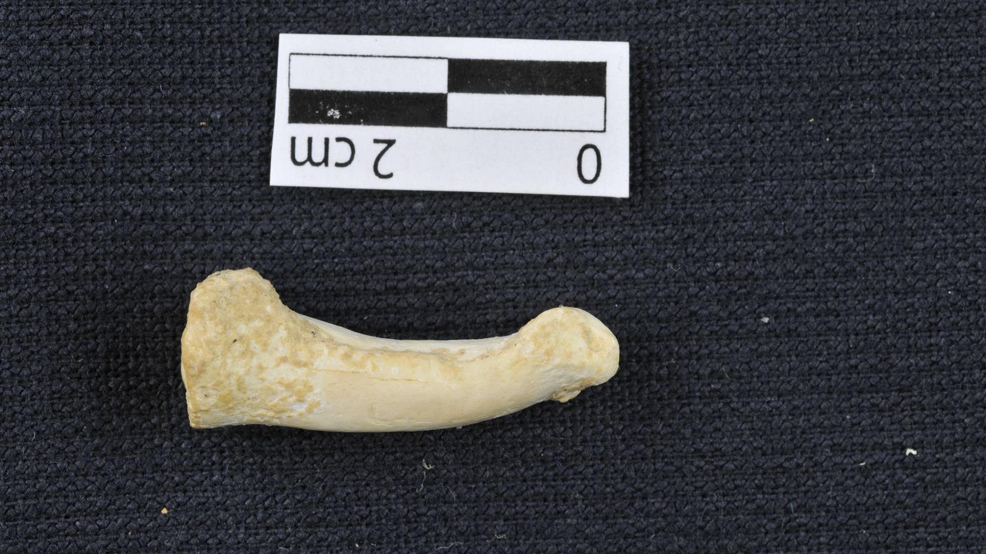 Hallan fósiles de posible nueva especie humana en Filipinas - restos-oseos