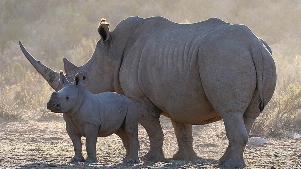 Elefante mata a cazador furtivo y leones se lo comen - rinocerontes-en-el-parque-nacional-kruger