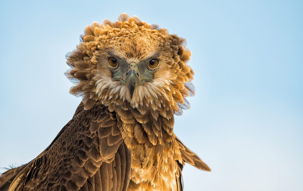 Un recorrido por África - savuti