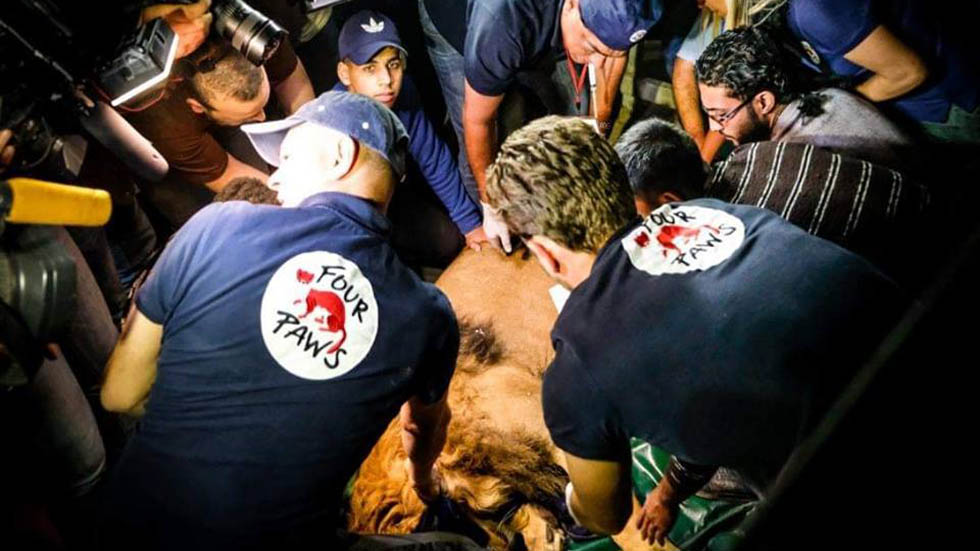 Evacuan a animales de Zoológico de Gaza - sedacion-de-felino-para-su-evacuacion-de-zoo-de-gaza1
