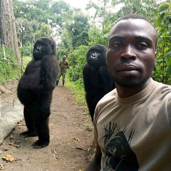 La historia detrás de la selfie con dos gorilas - selfie-con-gorilas-en-parque-nacional-virunga