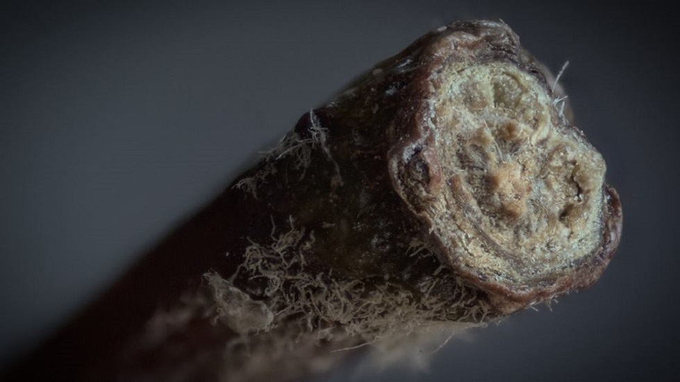 #RetoViral Adivine los objetos detrás de las fotografías - tallo-de-manzana