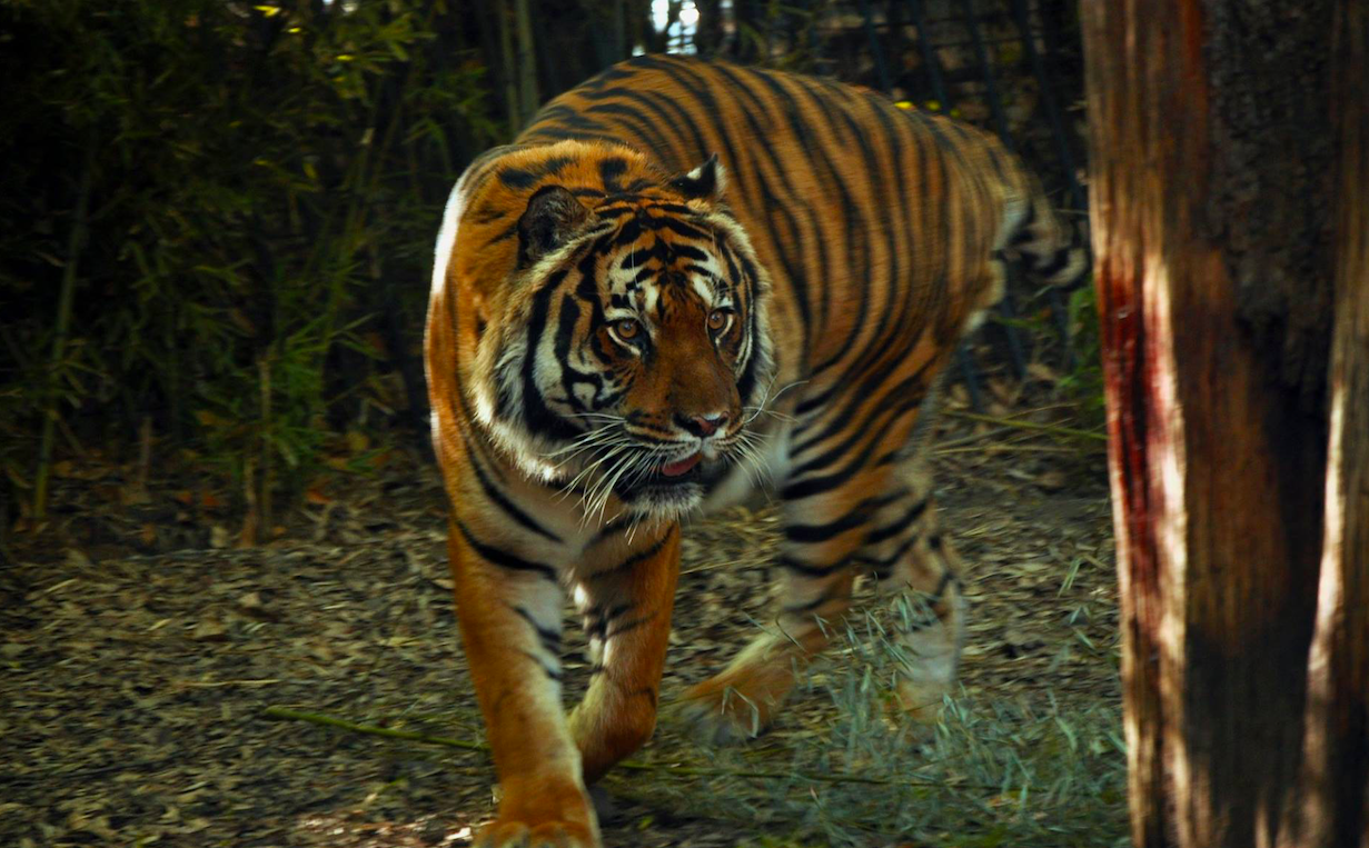 Muere tigre de bengala en zoológico de Aragón