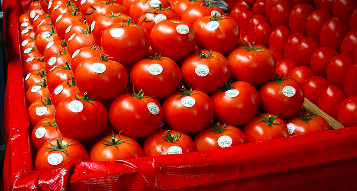 SE respaldará a productores de tomate en negociación con EE.UU.