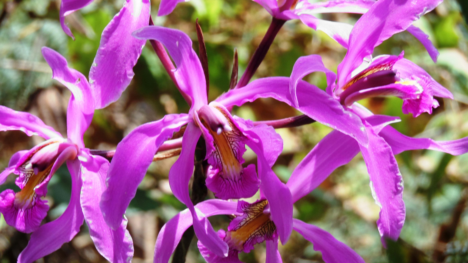 Áreas naturales de Chiapas y BCS tendrán nuevas medidas de protección - vegetacion-en-la-frailescana
