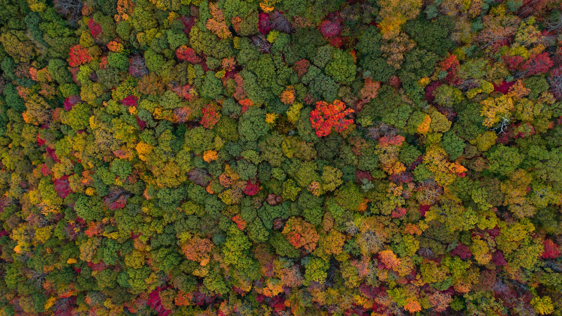 Un millón de especies correrán peligro de extinción pronto: ONU - vista-aerea-de-un-bosque