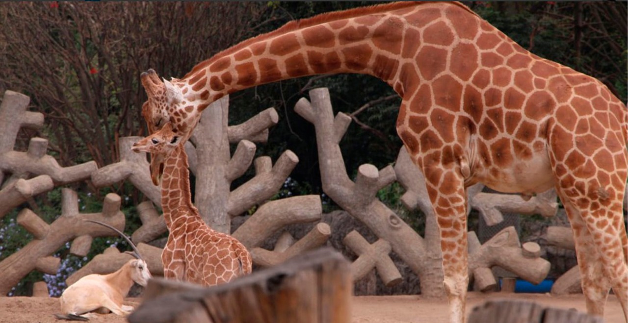 Jirafifíta y Cancún