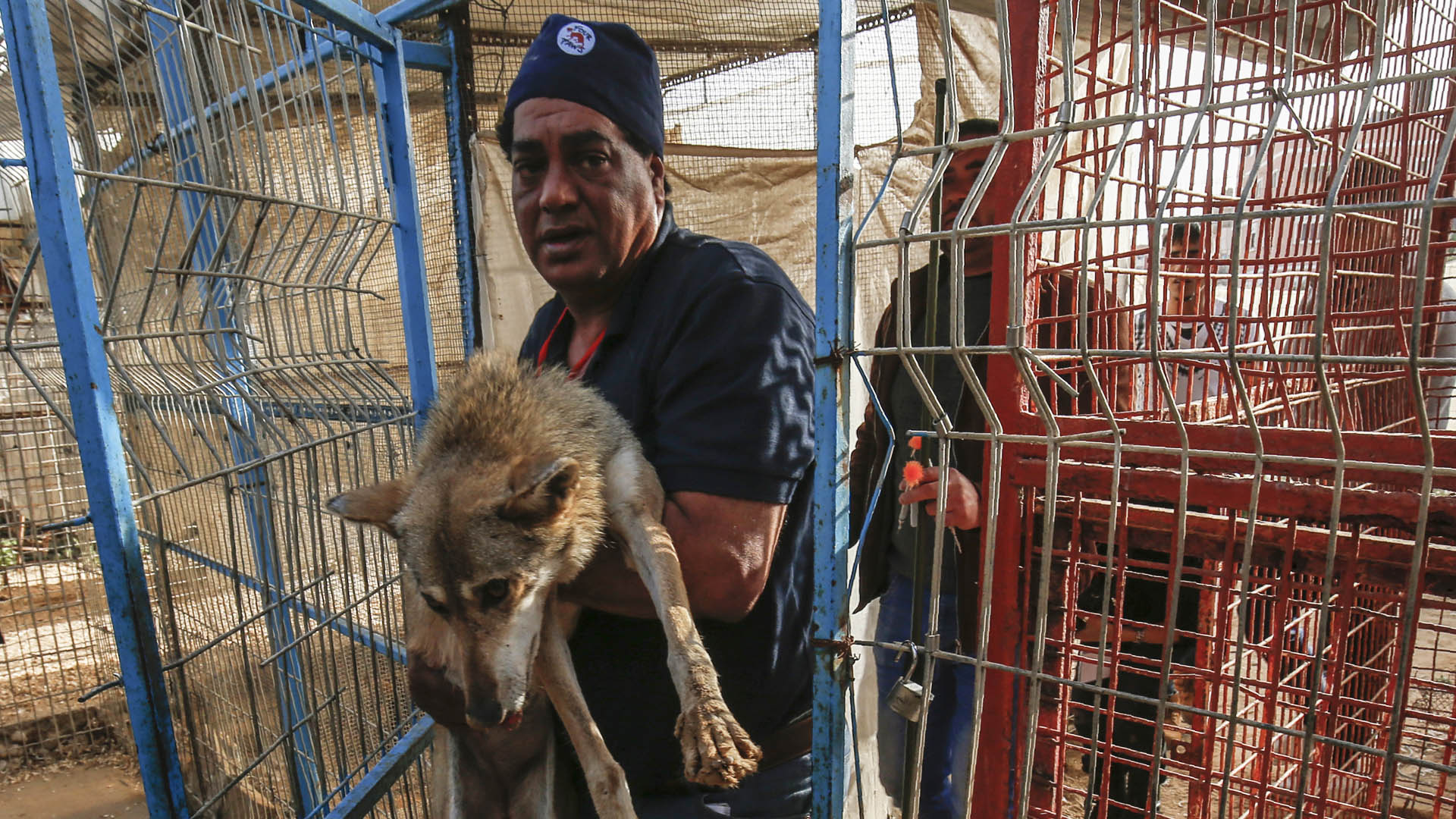 Evacuan a animales de Zoológico de Gaza
