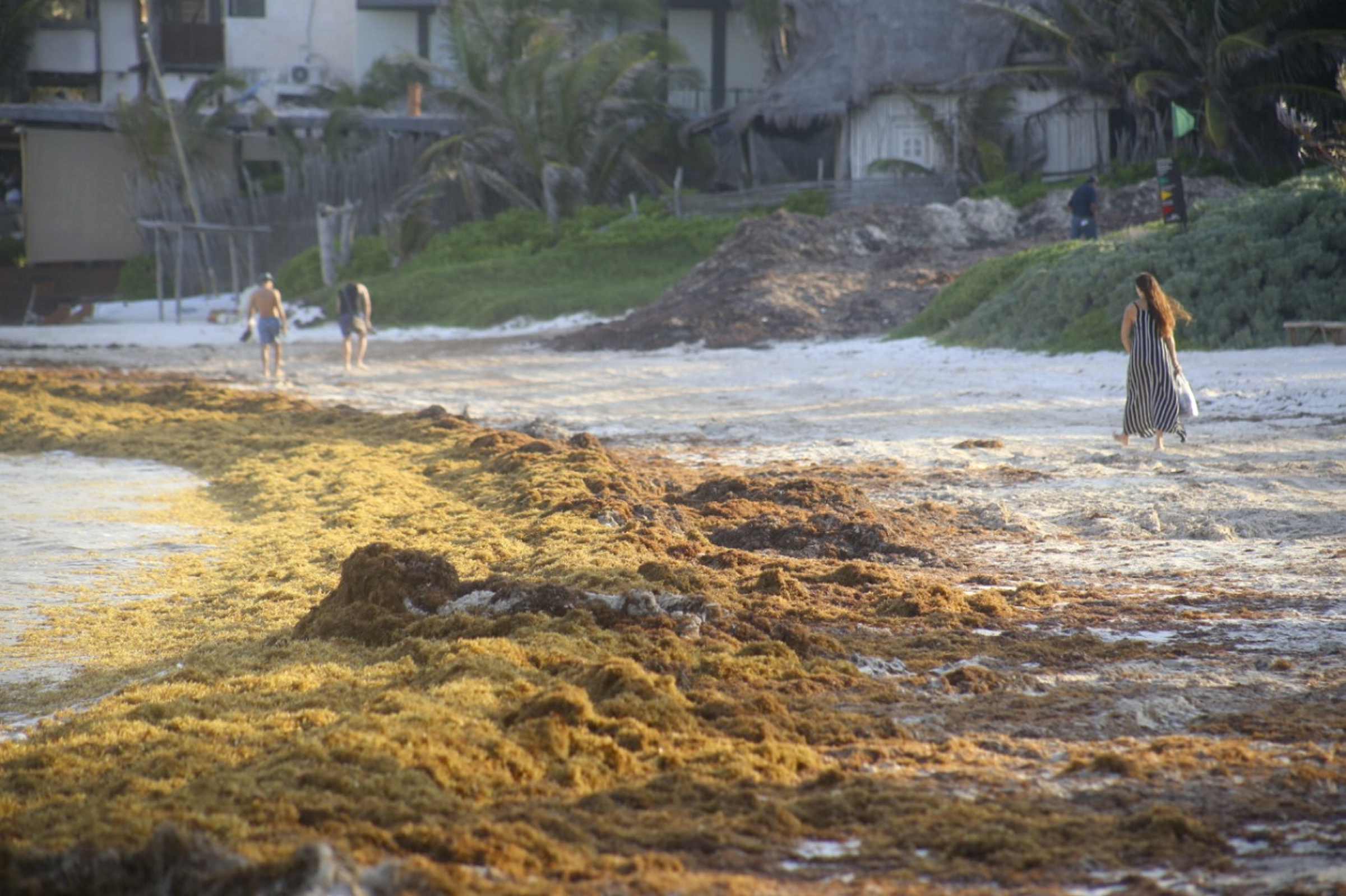 Prepara gobierno federal plan contra sargazo