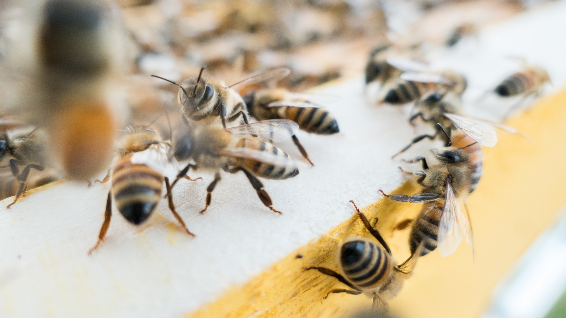 Ataques de abejas en Sinaloa dejan 1 muerto y 17 heridos Ataques de abejas en Sinaloa dejan 1 muerto y 17 heridos