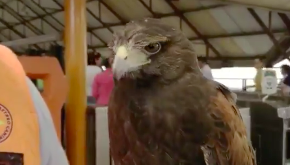 #Video Un águila ayuda a mantener las instalaciones del Metro #Video Un águila ayuda a mantener las instalaciones del Metro