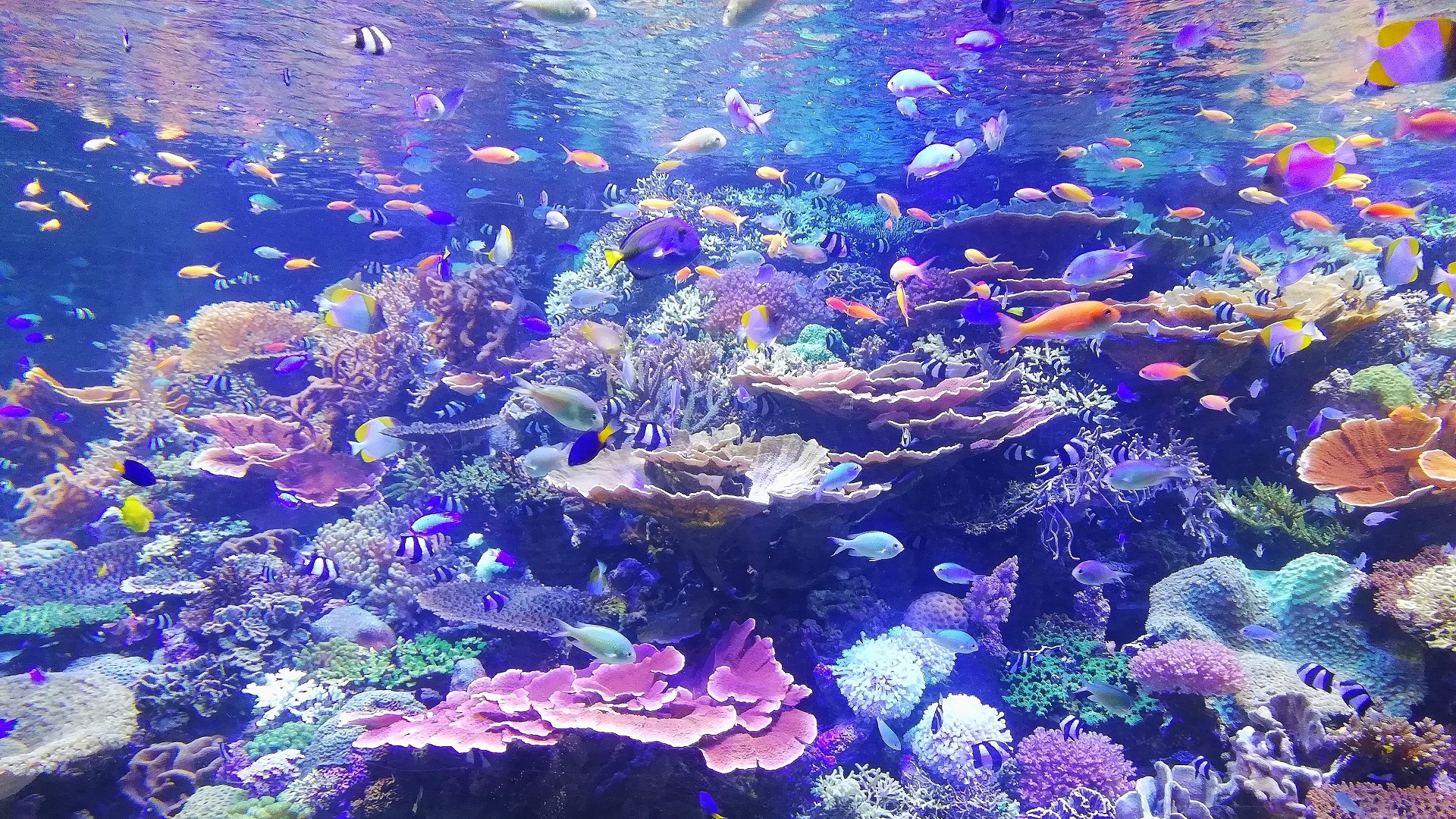 Cambio climático amenaza de extinción a un millón de especies - arrecife-de-coral