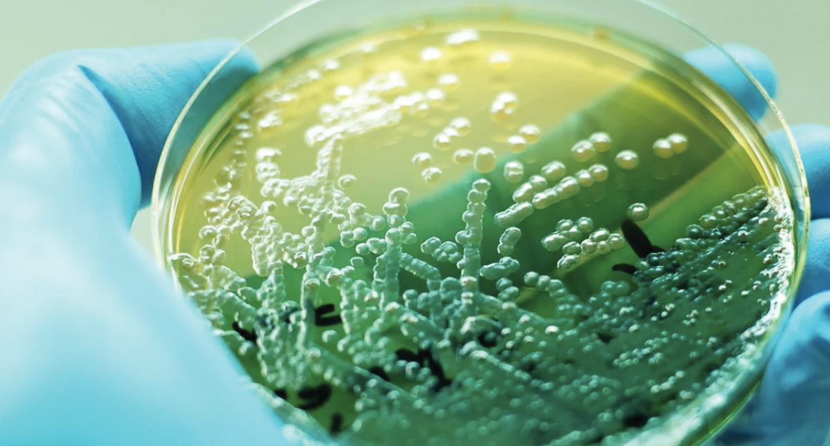 Nueva tecnología permitirá detectar bacterias en minutos