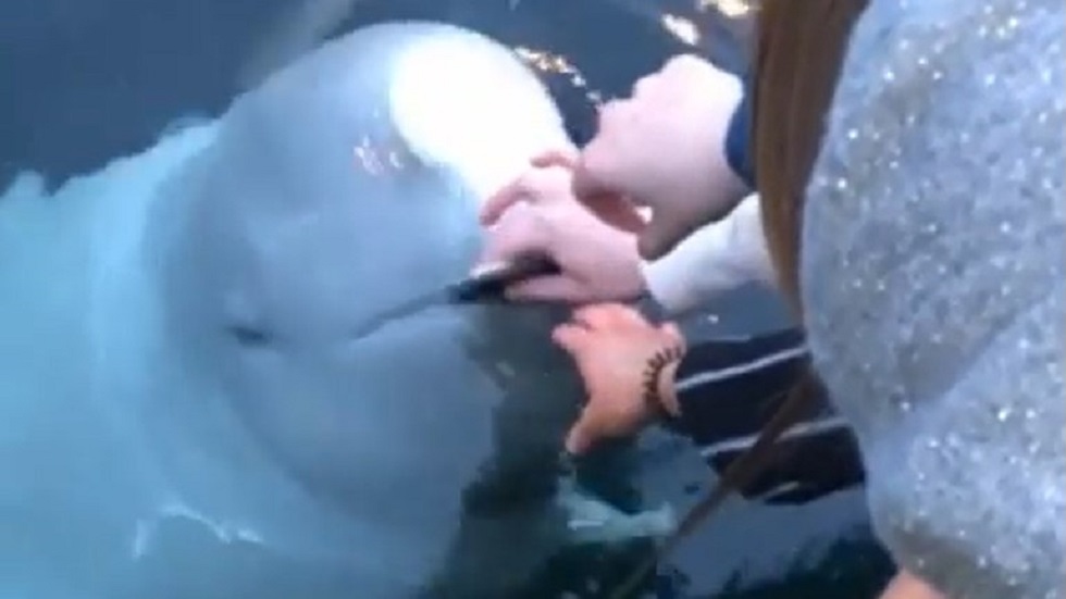 #Video Beluga devuelve celular que se le cayó a mujer en el mar