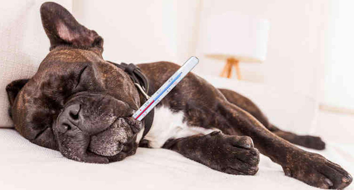 Advierten por enfermedad de perros transmitida a humanos