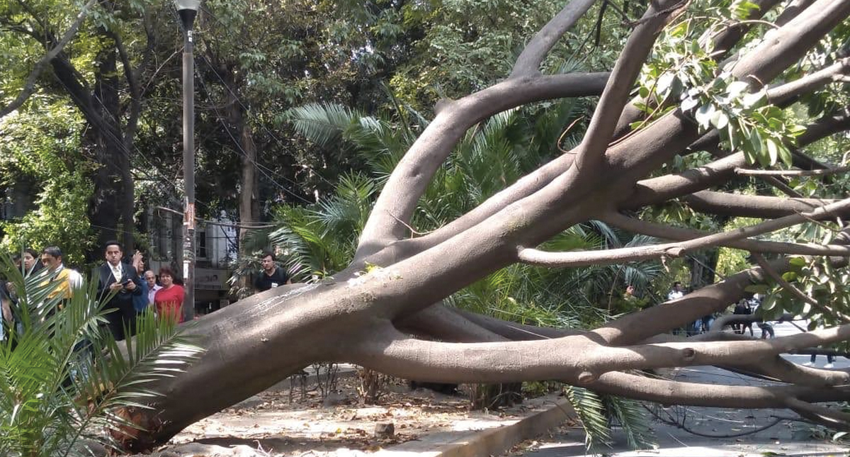 Fuertes vientos derriban árboles en la Ciudad de México; activan Alerta Amarilla