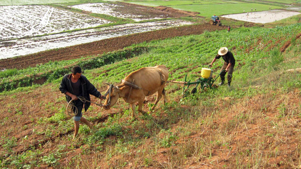 Corea del Norte atraviesa dura escasez de alimentos por mala cosecha