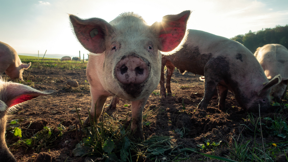 Hong Kong sacrificará 6 mil cerdos tras detección de peste porcina