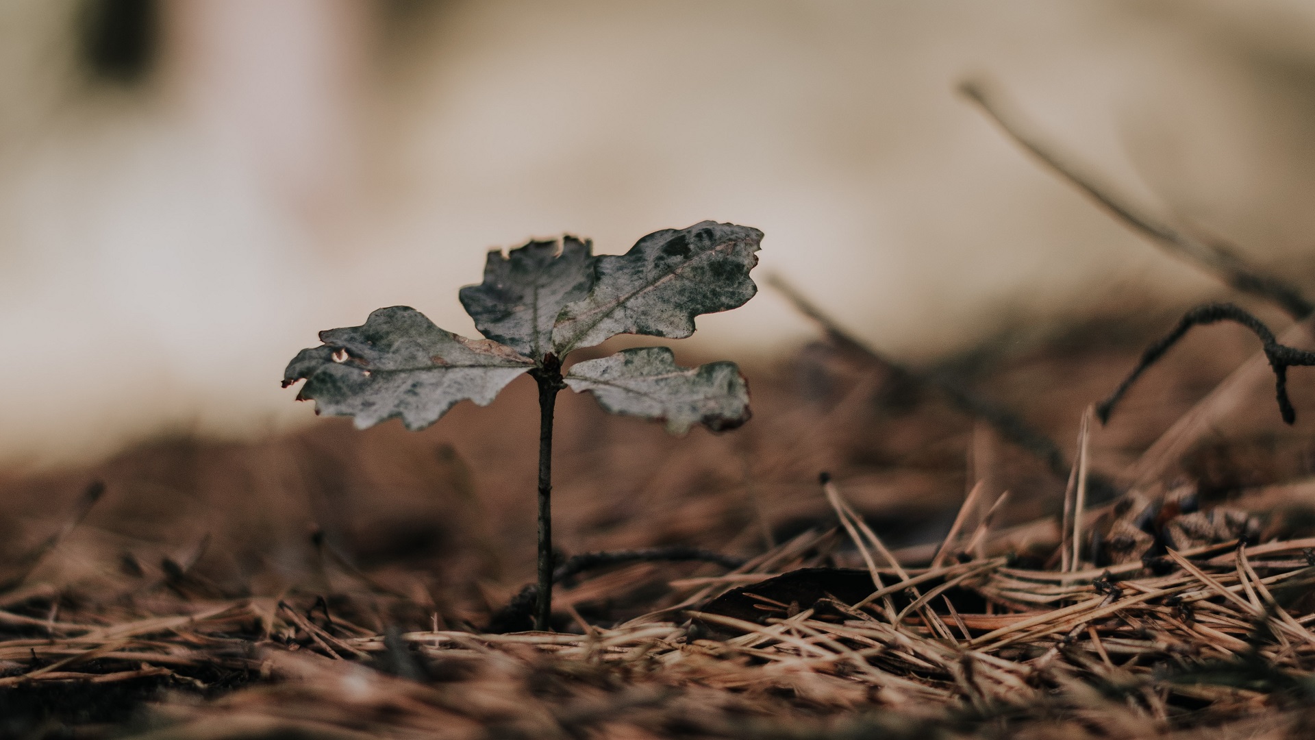 Legalizan el ‘compostaje humano’ en Washington Legalizan el ‘compostaje humano’ en Washington