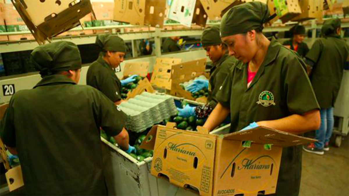 Pandemia dejará al menos 12 millones más de pobres en México, estima CCE