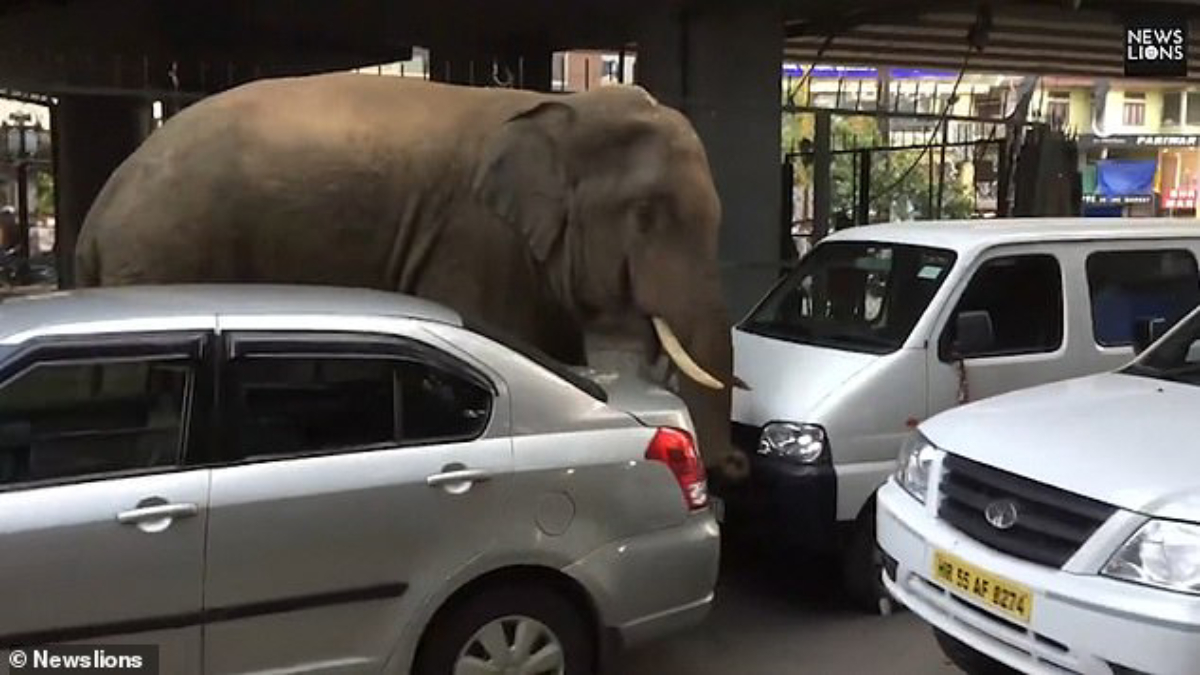 #Video Elefante salvaje deambula en calles de la India