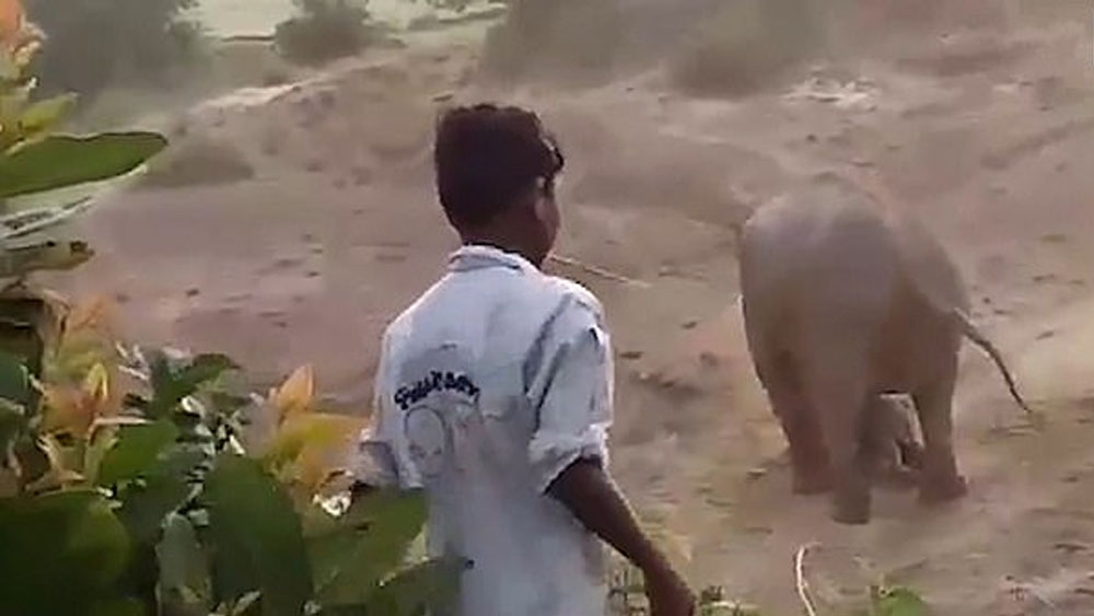 #Video Elefante mata a hombre tras apedrear a su cría