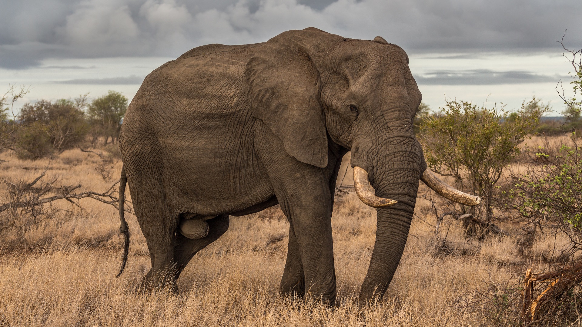 Elefante mata a soldado británico que combatía la caza furtiva