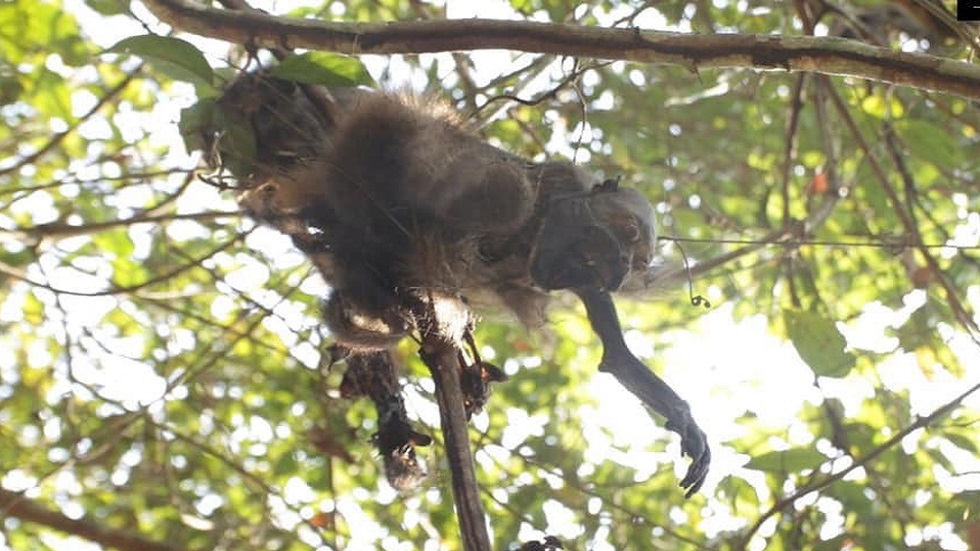 Sequía mata a monos aulladores en Veracruz - en-chacarral-veracruz-habitaban-alrededor-de-30-monos-aulladores