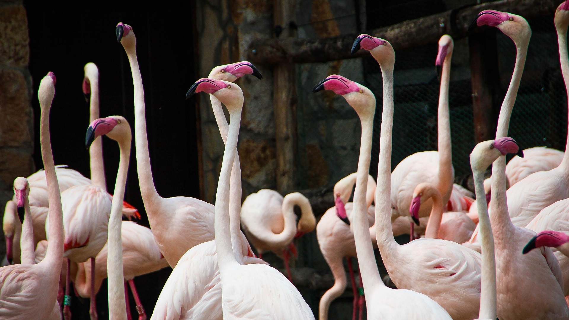 Zoológico sacrifica a flamenco por niño que le arrojó piedra