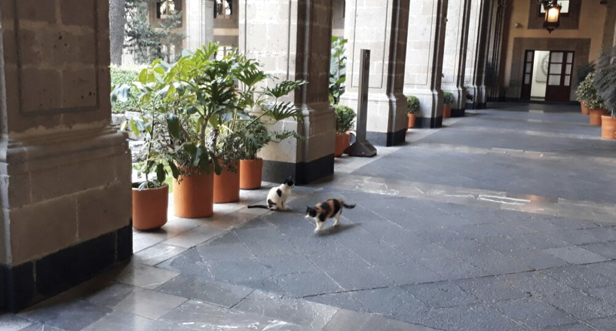 Hacienda aclara tema de los gatos de Palacio Nacional