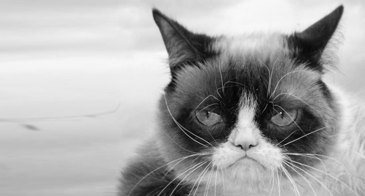 Muere la gata del meme ‘Grumpy Cat’