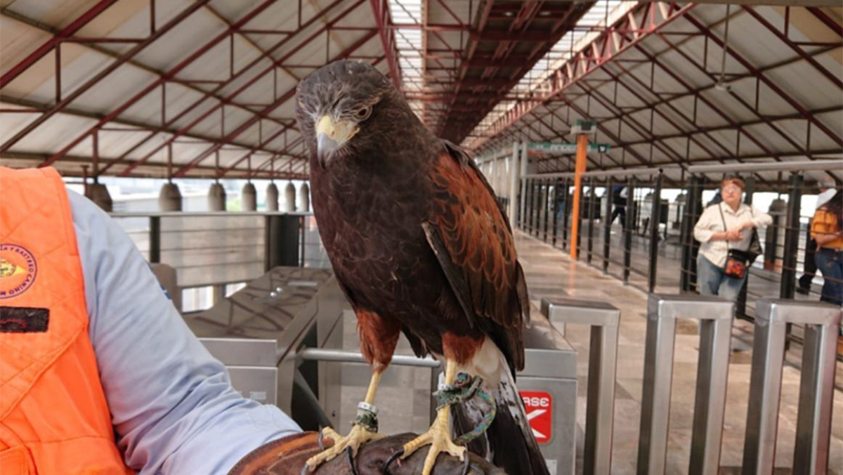 Halcón y espantapájaros contra palomas en estaciones del Metro