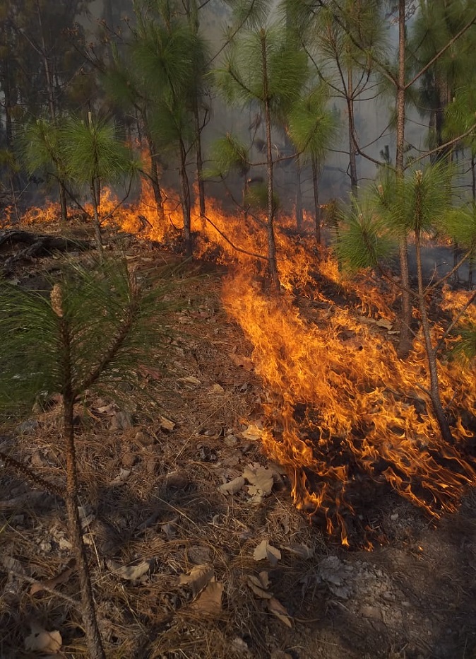 Suman cinco mil incendios forestales durante 2019 en México - incendio-en-nayarit