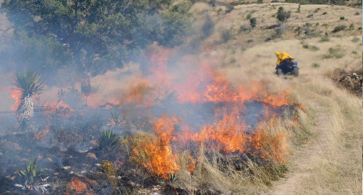 Conafor reporta 115 incendios forestales en 21 estados Conafor reporta 115 incendios forestales en 21 estados