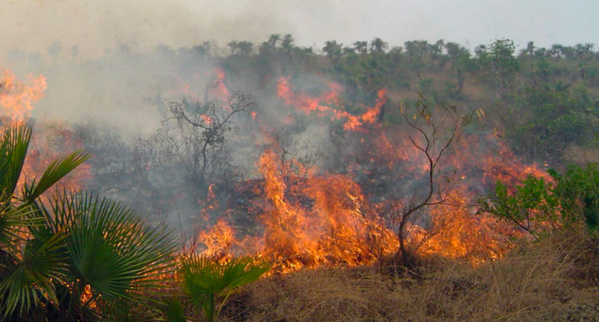 Alrededor de 100 vacas han muerto por incendios en Ometepec, Guerrero Alrededor de 100 vacas han muerto por incendios en Ometepec, Guerrero